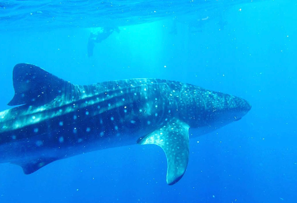 hawaii18-sharkw